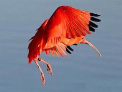 101PARC AUX OISEAUX DANS L AIN 2016 3_000019